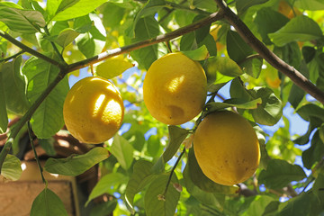 Ripe juicy lemons on the tree