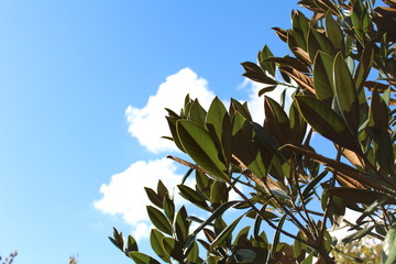 Tree with Sky