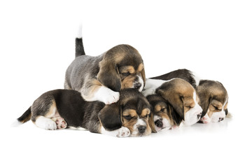 five puppies beagle isolated on white background