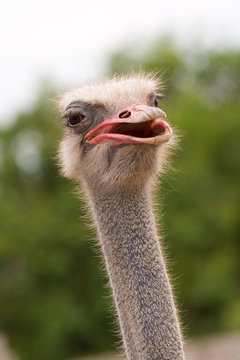 An adult ostrich