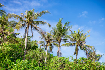 Fototapeta na wymiar Palms in the tropics