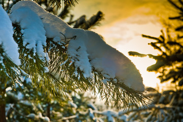 forest on sunset (branches of pine tree covered with snow) 