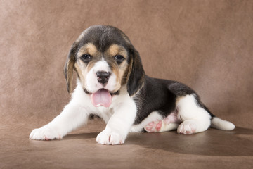 beagle puppy on brown background