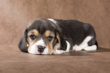 beagle puppy on brown background