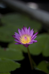 A purple lotus flower blooms late in the evening in Chiang Mai, Thailand