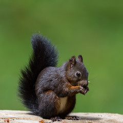 Eurasian red squirrel (Sciurus vulgaris) with a nut sitting on a tree stalk