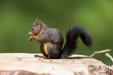 Naklejka na ściany i meble Eurasian red squirrel (Sciurus vulgaris) with a nut sitting on a tree stalk