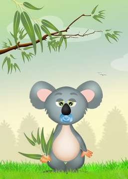 koala with eucalipto