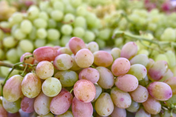 red and green organic grapes closeup, strong bokeh
