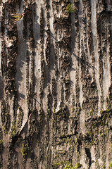 Unfolded tree bark closeup as natural background