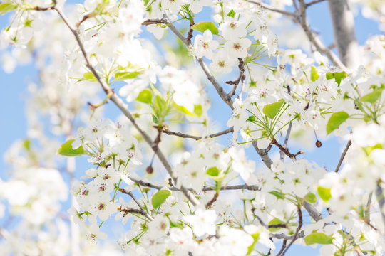 Spring tree with white flowers against blue sky