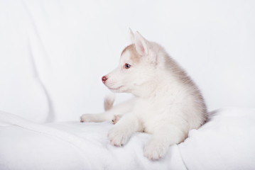 Fototapeta na wymiar Cute little puppy sit on white background