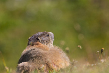 Back view portrait of sitting groundhog (Marmota monax) in green environment