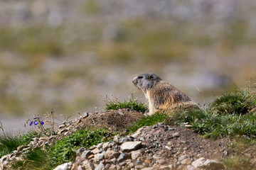 groundhog (Marmota monax) sitting beneath its cave