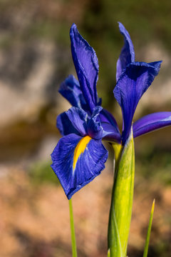 Iris d'eau bleu