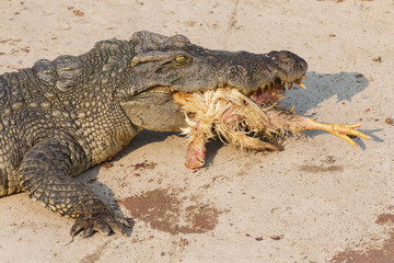 Fototapeta premium wildlife crocodile catches and eating a chicken
