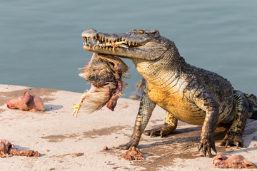 Naklejka premium wildlife crocodile catches and eating a chicken