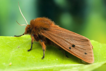 Maltese Ruby Tiger Moth, Phragmatobia fuliginosa ssp. melitensis.