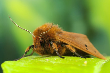 Maltese Ruby Tiger Moth, Phragmatobia fuliginosa ssp. melitensis.