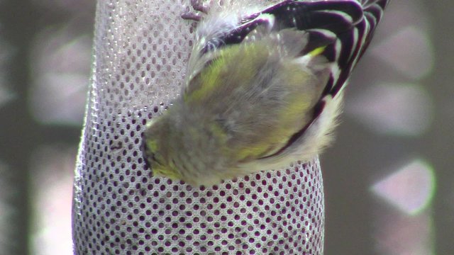 close-up of American goldfinch (Spinus tristis) with feathers transitioning to yellow in spring