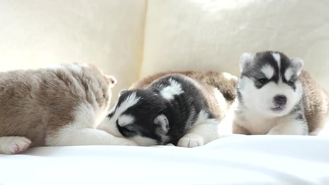 Cute siberian husky puppies lying on white bed under sunlight.