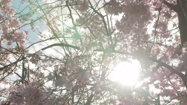 Crane Shot Up Sun Flare in Pink Japanese Cherry Blossom Tree Flowers