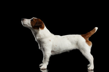 Jack Russell Terrier Puppy Standing on Mirror and Looking up
