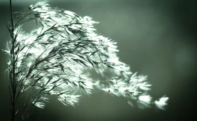 Foto auf Acrylglas Feder im Wind © JoveImages