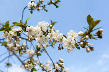 Flowering branches of apple trees. 