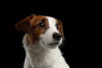 Closeup Portrait of look within Jack Russell Terrier Puppy isolated