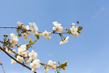 Flowering branches of apple trees. 