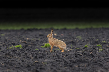 brown hare (European hare, Lepus europaeus) sitting in a field