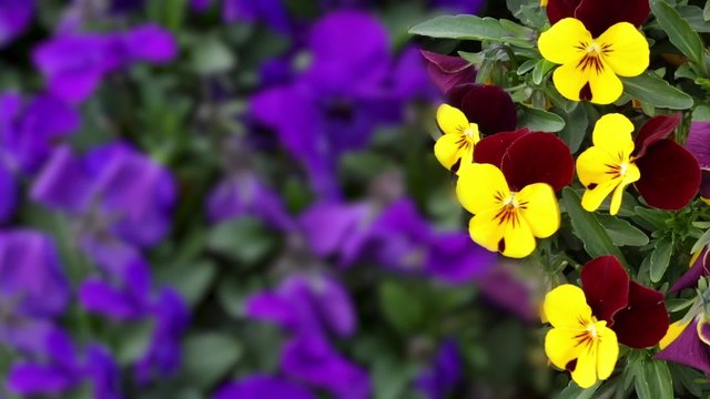 Many flowers: colorful pansies with moved by breeze.Artistic blur.Fixed plane. close up