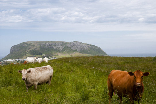 Milk Cows - Stanley - Tasmania