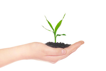 Fototapeta na wymiar hands holding green small plant new life concept
