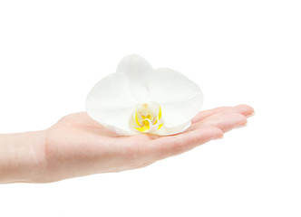 Orchid flower in hand isolated on white