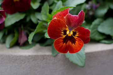 Rotes Stiefmütterchen im Garten