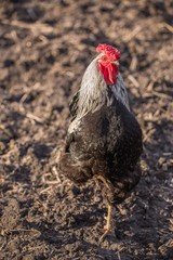 Rooster stays on one leg indicating cold weather coming Authentic farm series.