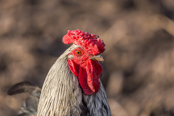 Rooster portrait on the yard. Authentic farm series.