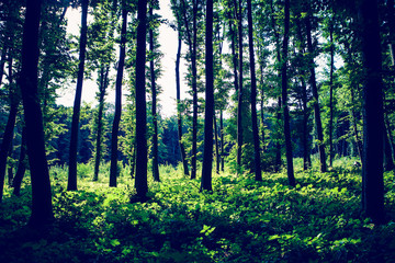 Fototapeta premium beautiful green forest