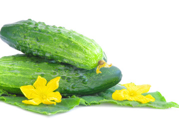Ripe cucumbers isolated on a white background