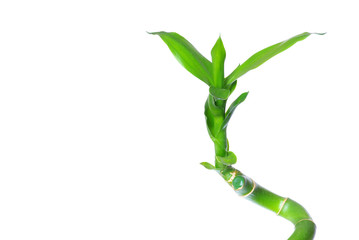 green bamboo isolated on a white background