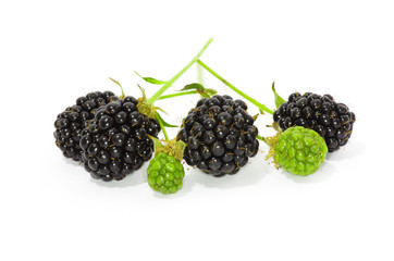 Blackberry with leaves