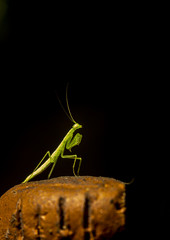Praying Mantis - Mantis religiosa