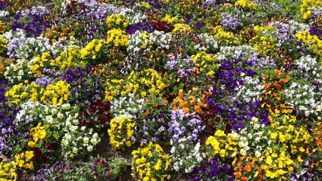 Many flowers: colorful pansies with moved by breeze.Motion camera:PAN.Top view