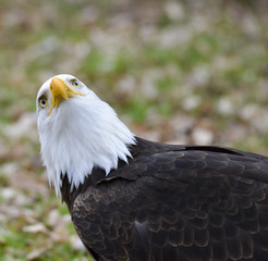 Weißkopfseeadler