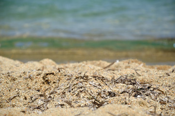 Sandy sea shore with dried seaweed and turquoise sea water in background