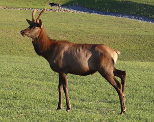 Young bull elk in profile