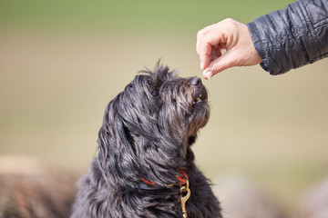Feeding havanese dog outside on a sunny day