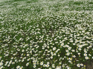 Bellis perennis